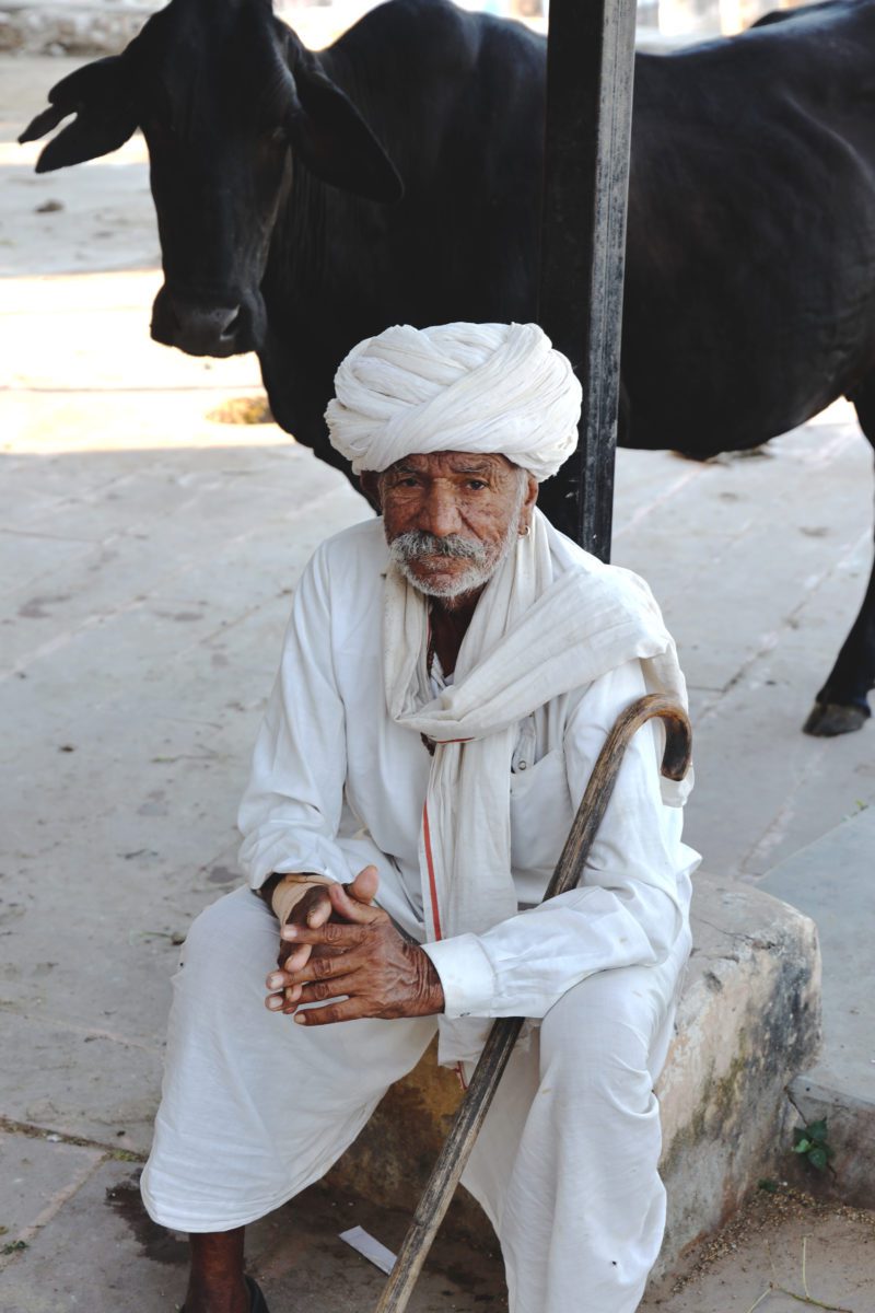 Man i Pushkar med helig ko