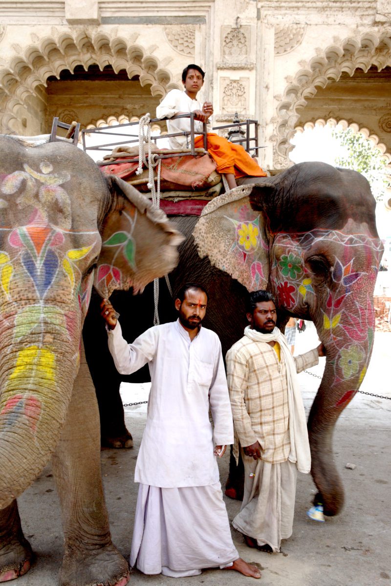 Elefanter med deras förare i Udaipur Rajasthan