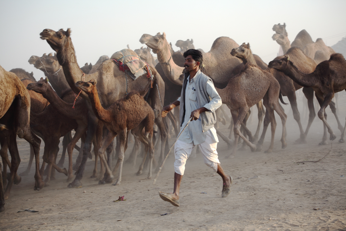Man anländer med sina kameler till Kamelmarknaden i Pushkar