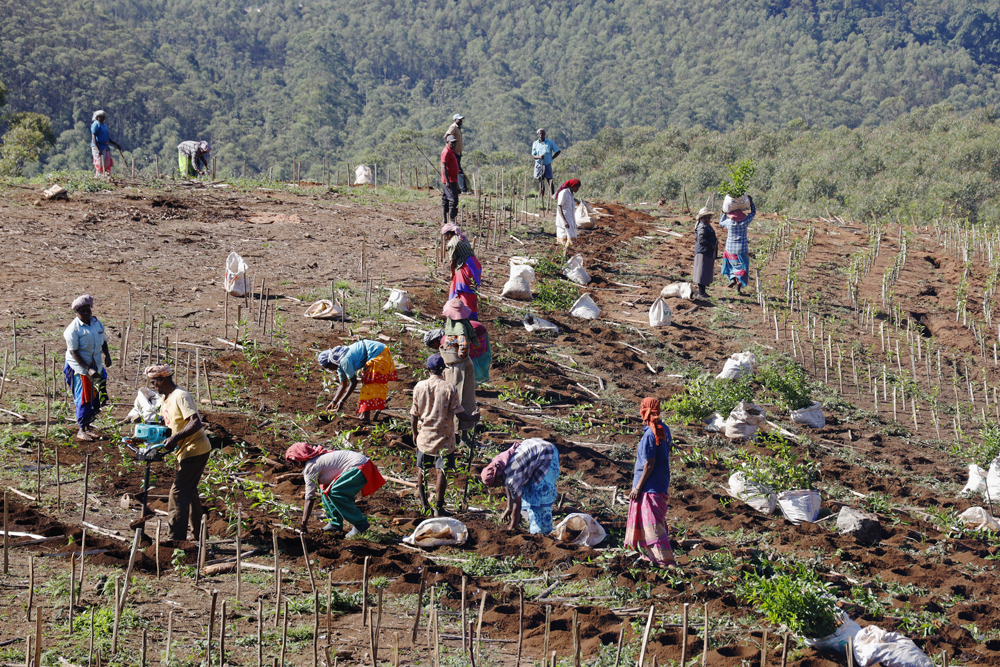 Plantering av nya tebuskar i bergen runt om Munnar